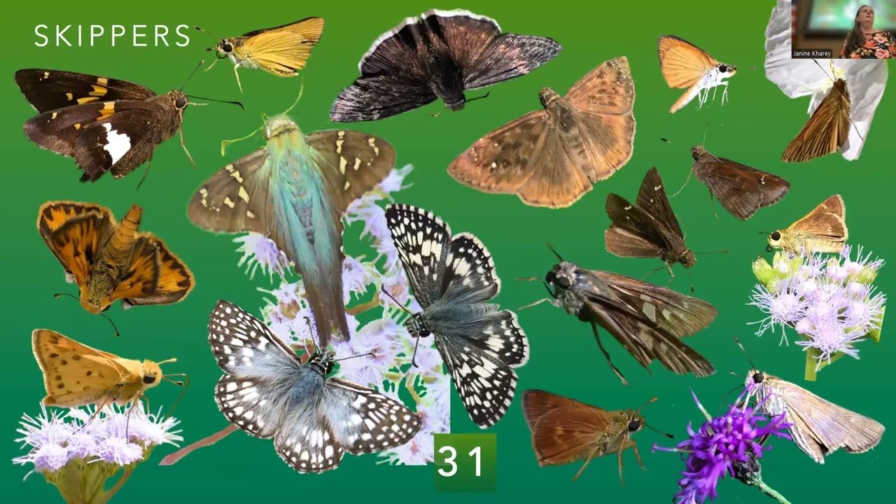 Pollinator Havens: Creating and Maintaining Space to Support Pollinators