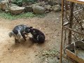 Gibbon vs. Dog wrestling match