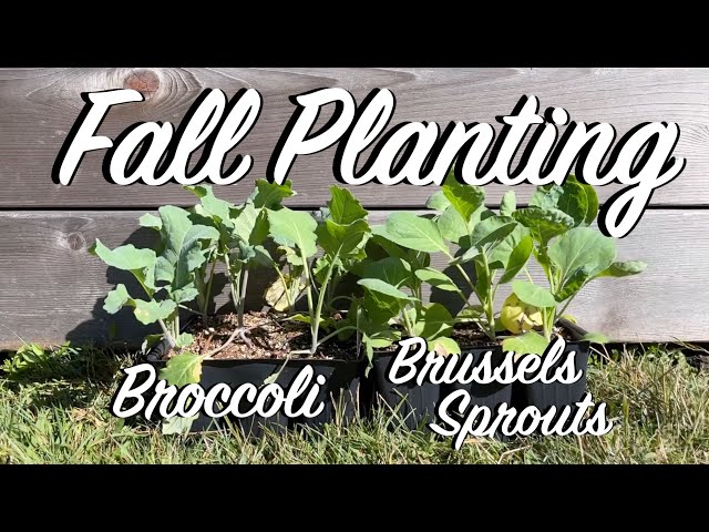 Fall Planting | Planting Broccoli and Brussels Sprouts For Fall and  Overwintering - YouTube