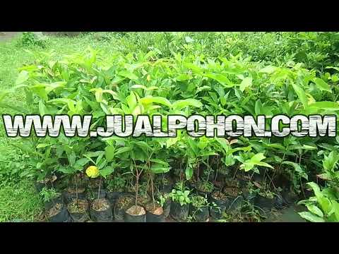 Bibit Pohon Jambu Air Kiojok Ready Stok Siap Diorder