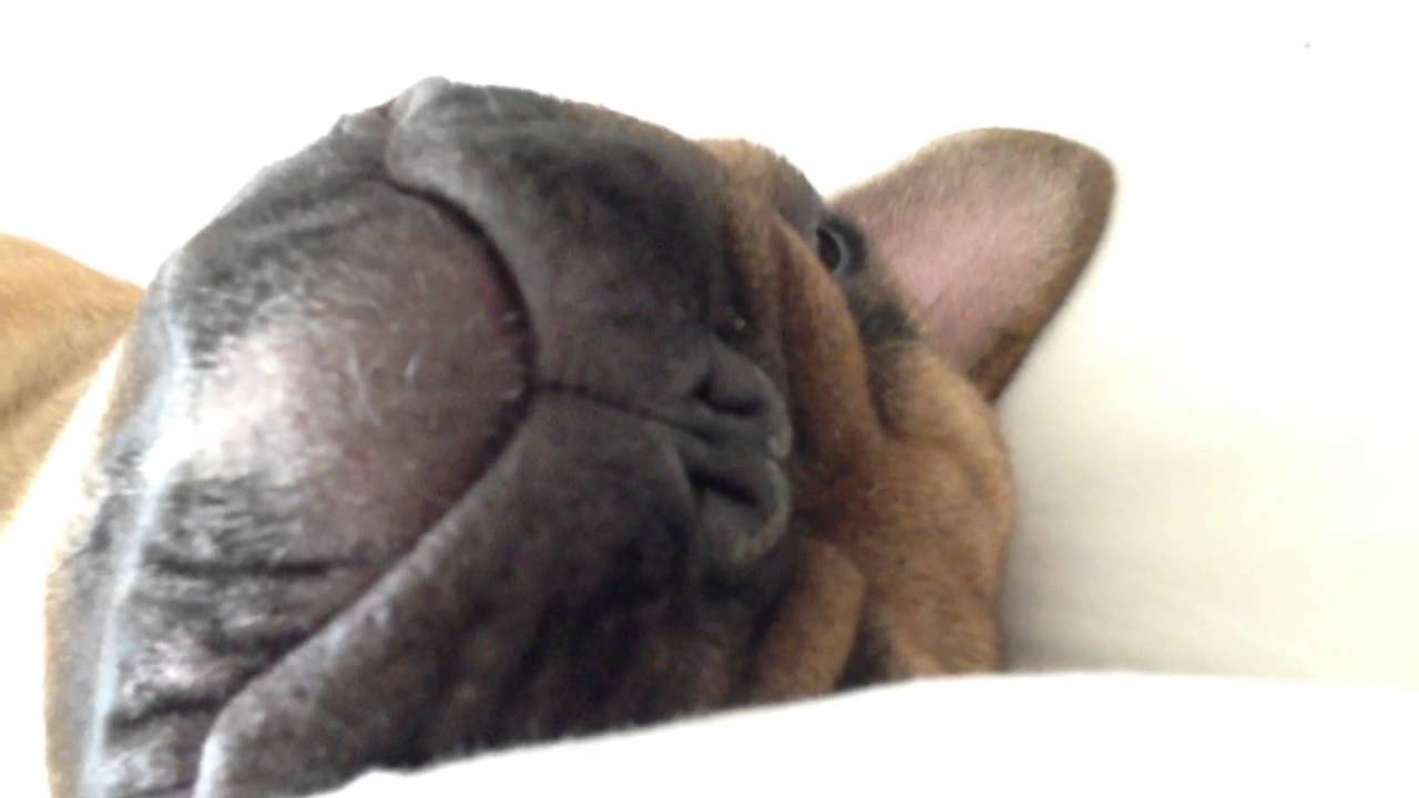 Snoring Frenchie YouTube