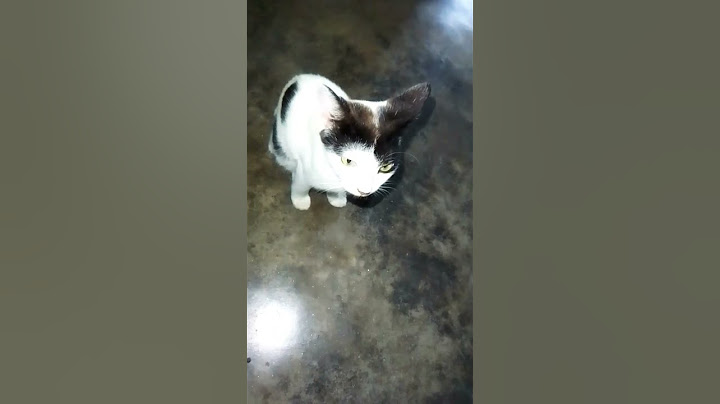 Watch the video about Angry kitty is calling me for food! 😡 #cat #viral #kitten #kittycat #babycat