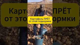 Картофель дуреет с этой подкормки! #дача #огород #сад #лайфхак #подкормка #картофель #колорадскийжук