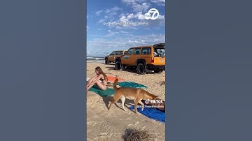 Thumbnail of Dingo put down after tourists attacked in Australia