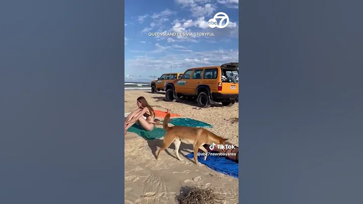 Dingo put down after tourists attacked in Australia