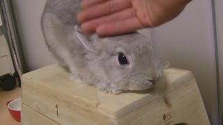 子うさぎとボールで遊びたかったのに・・・