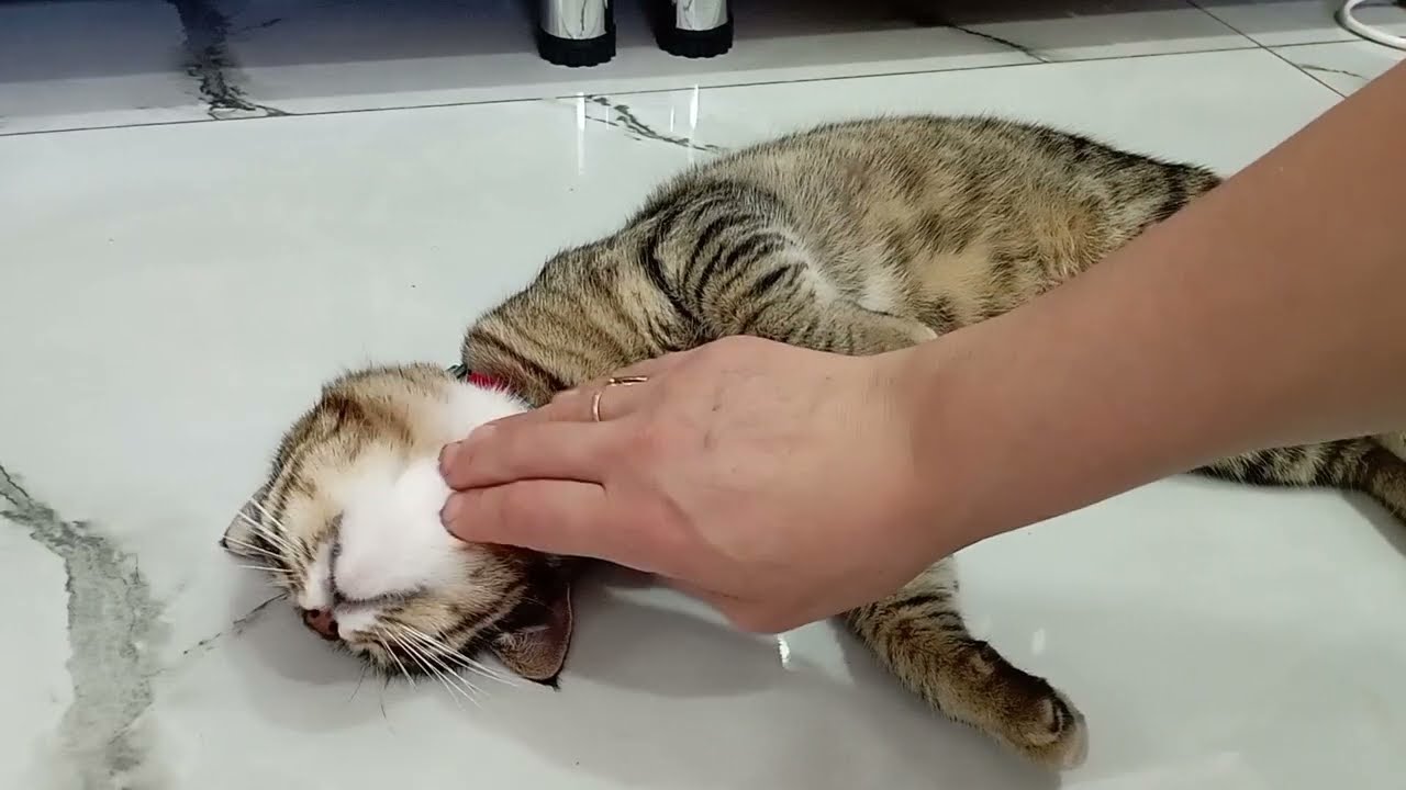 Ev vloqum | Təmizlik vloqu