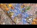 A large nest of abalones are multiplying like crazy on the beach