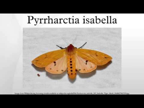 Pyrrharctia isabella