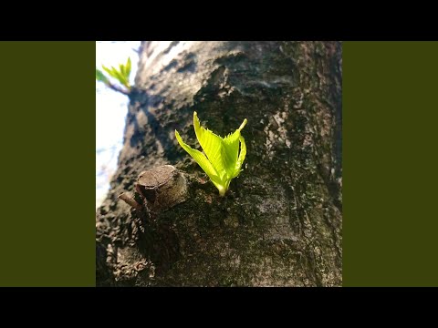 アンビバレント