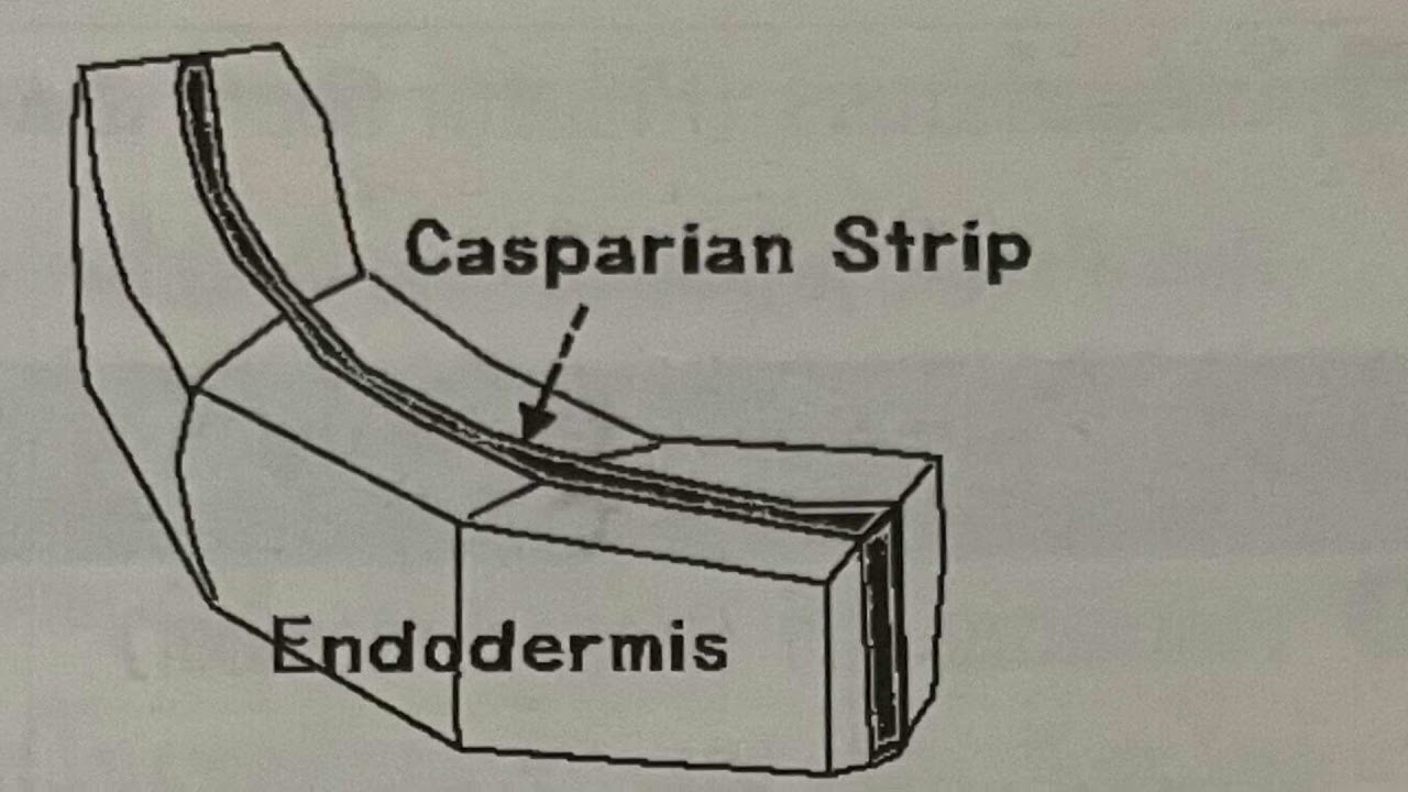 Root tap Root fibrous root-tap-root-fibrous