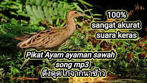 Suara pikat ayaman sawah||suara burung ayam ayaman sawahmp3