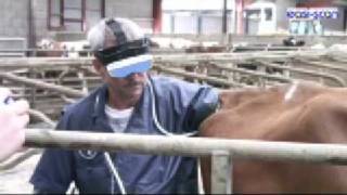 Bovine ultrasound explained with an Easi-Scan from BCF