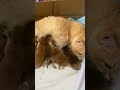 The newborn kittens 🐈 are fighting over their milk.🥛#cat #cutecats #kitten