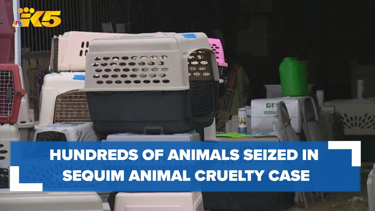 Hundreds of animals seized in Sequim animal cruelty case - YouTube