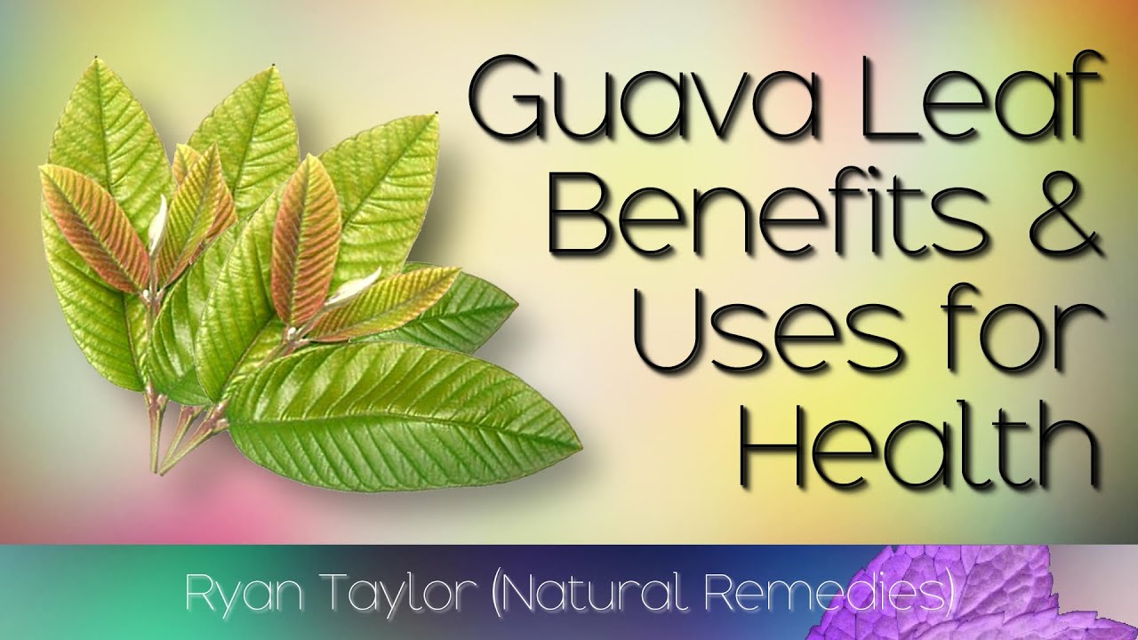 Guava Leaves Benefits and Uses YouTube