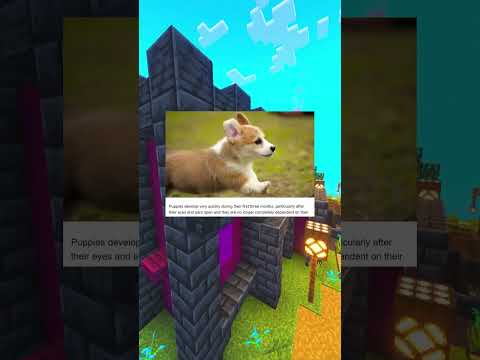 The Corgi That Kept Growing 🐕