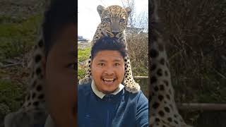 Why Tigers Don't Have Manes Like Lions! 🦁 #TigerFacts, #BigCats, #AnimalEvolution,