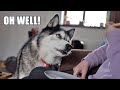 Husky says oh well after sneezing on his nan