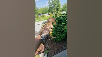 Поймал руками дикую утку.