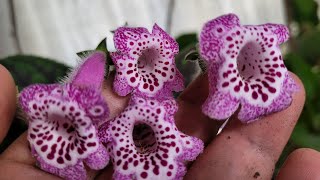 Kohlera Bakimi Ve Üreti̇mi̇ Hastalanmış Çiçeklerinize Yapacağınız Ilk Adım