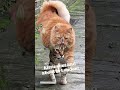 The Love Cats out and about in London! #cats #london