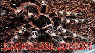 ✉ Я купил паука о_О | Acanthoscurria geniculata ✉ Я купил паука о_О | Acanthoscurria geniculata