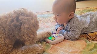 My Dog Teaches Baby How To Play With A Toy