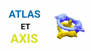 анатомія першого та другого шийних хребців | ATLAS | | AXIS |