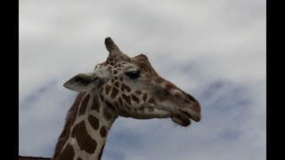 In Loving Memory Of April