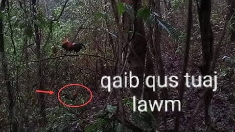 Dib qaib qus tuaj zoo heev li 21/4/2025