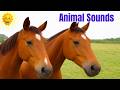 Animal Sounds For Toddlers 37 Amazing Farm And Wild Animals Solar Kids Learning Animal Sounds For Toddlers 37 Amazing Farm And Wild Animals Solar Kids Learning