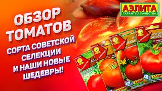 видео: ТОМАТЫ СОВЕТСКОЙ СЕЛЕКЦИИ, а также НОВЫЕ оригинальные сорта! картинка: ТОМАТЫ СОВЕТСКОЙ СЕЛЕКЦИИ, а также НОВЫЕ оригинальные сорта!