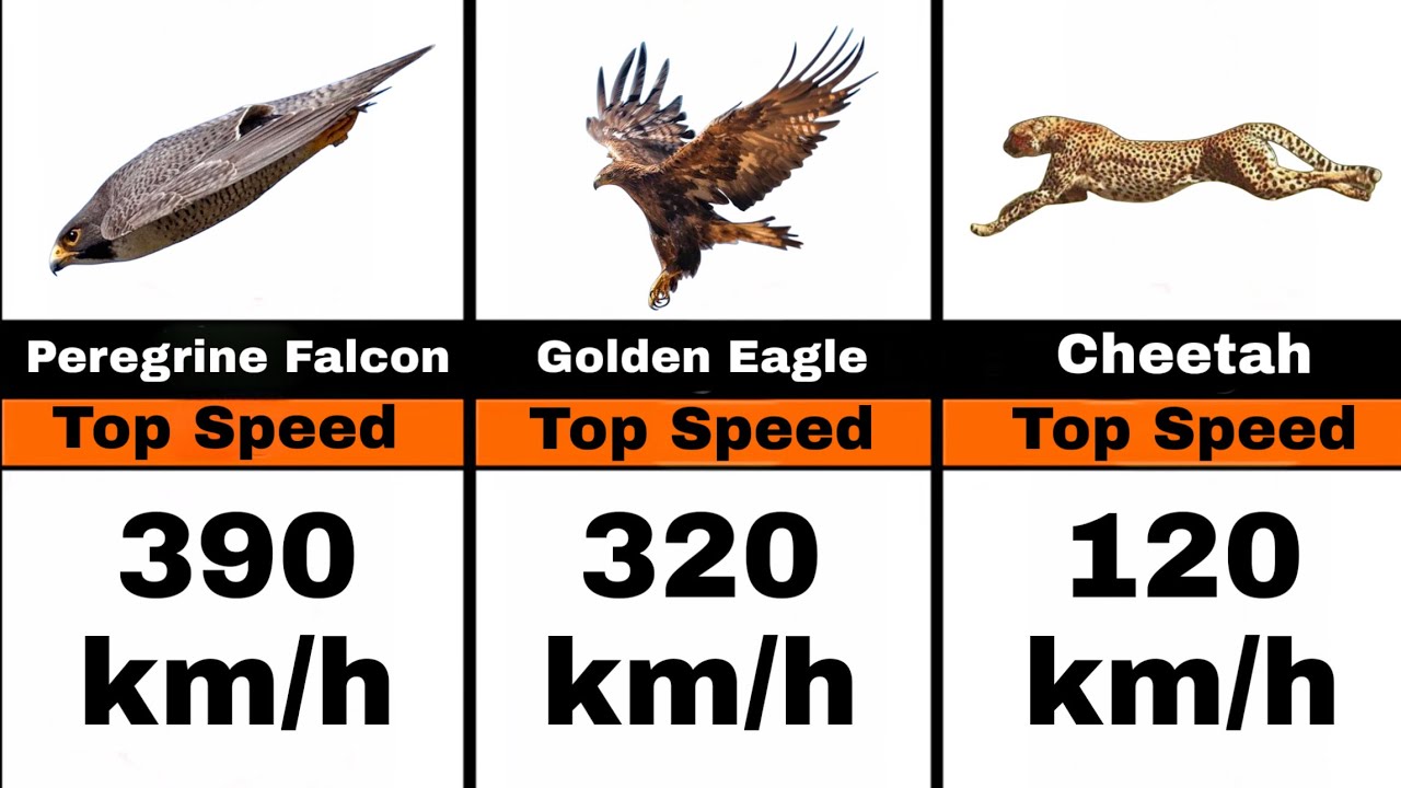 Animal Top Speed ⚡ | How Fast Can These Animals Run? - YouTube