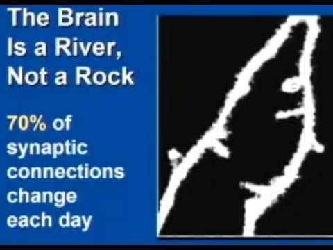 Brain Plasticity and Transcendental Meditation with Dr Fred Travis