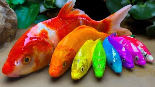 (New) Koi Fish possess the ability to turn into weapons💕 FUN VIDEOS OF FISH💕Stop Motion ASMR