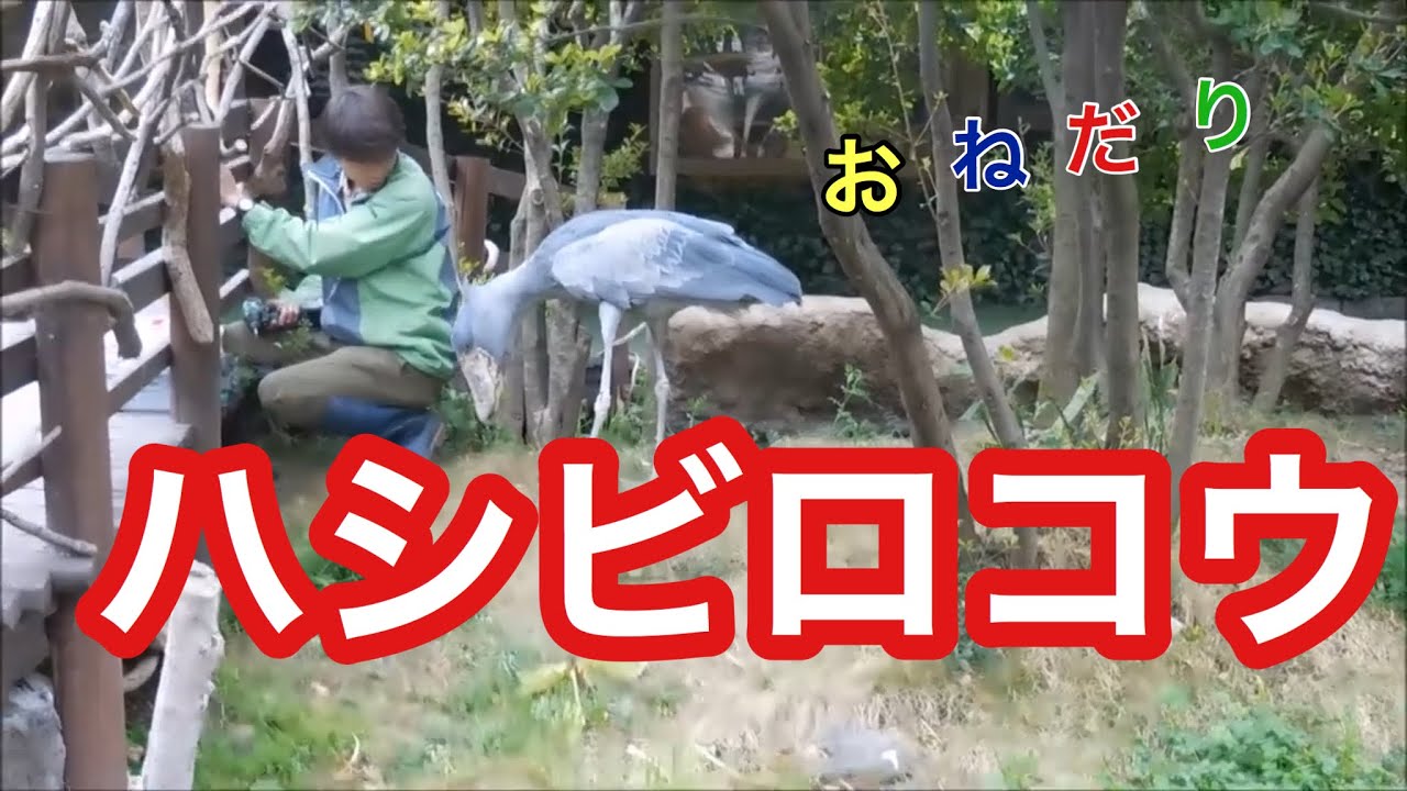 おねだりするハシビロコウ Shoebill Balaeniceps Rex Youtube おねだりするハシビロコウ Shoebill Balaeniceps Rex Youtube