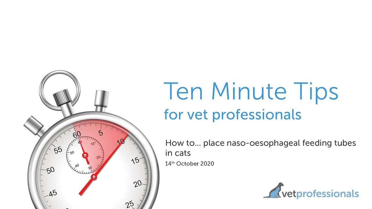 How to… place nasooesophageal feeding tubes in cats, 14th October 2020