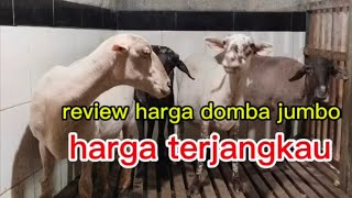 Download Lagu Review Harga domba jumbo MP3 Download Lagu Review Harga domba jumbo MP3
