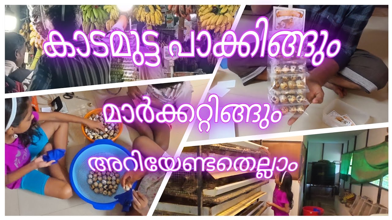 കാടമുട്ട പാക്കിങ്ങിനെ കുറിച്ചും മാർക്കറ്റിങ്ങിനെ കുറിച്ചും നിങ്ങൾക് അറിയേണ്ടതെല്ലാം #quail