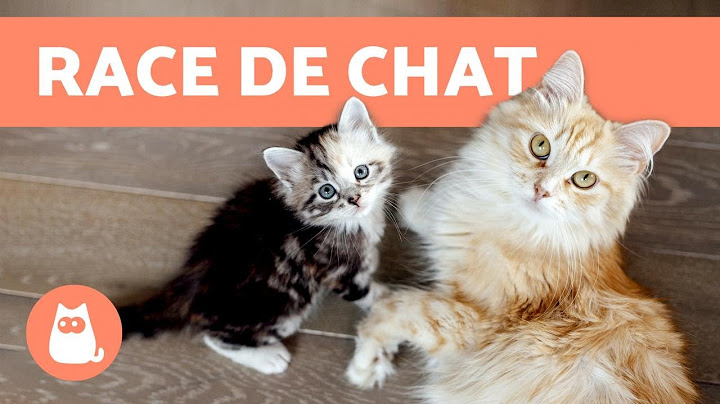 How to find out your cat's breed? 😺