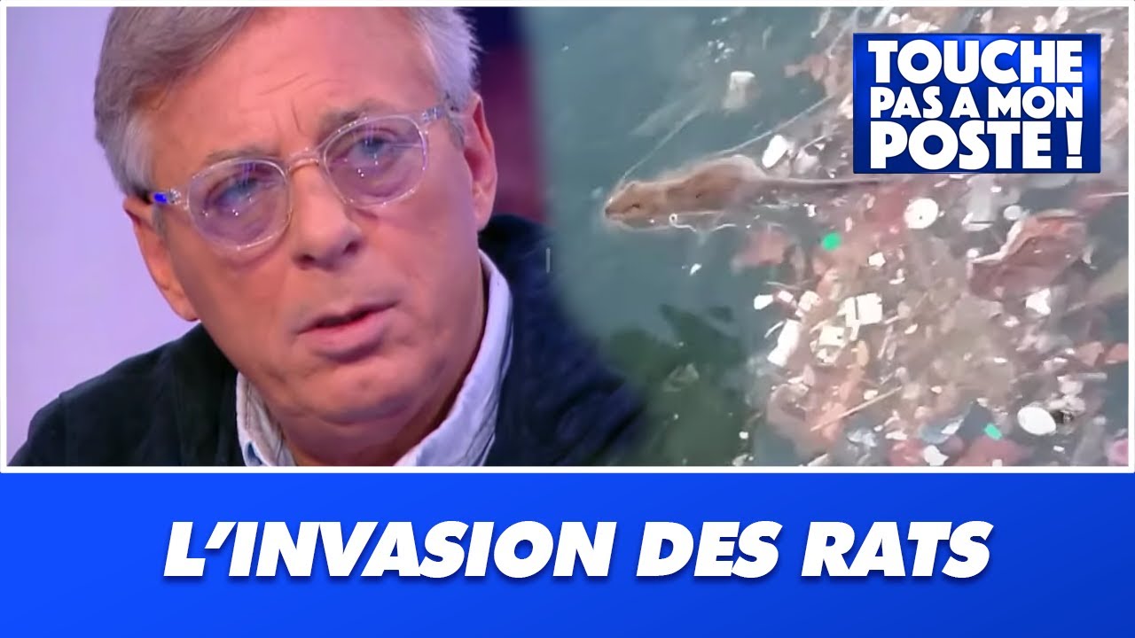 La météo va-t-elle profiter à l'invasion des rats ?
