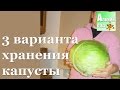 3 способа хранения капусты. Какой лучший?