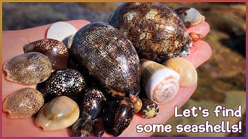 Finding Seashells at Super Low Tide | Brilliant Cowries [Virtual Shelling]
