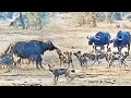 Wild Dogs Take Down Adult Buffalo
