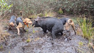 Hunting Feral Hogs With Dogs - Wild Boar Drives