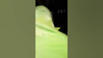 Kermit dance