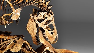 Smithsonian Tyrannosaur and Triceratops mount rendered in Blender with ray tracing