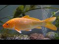 The fish pond at my office | fishing Cambodia | fish swimming in fish tank