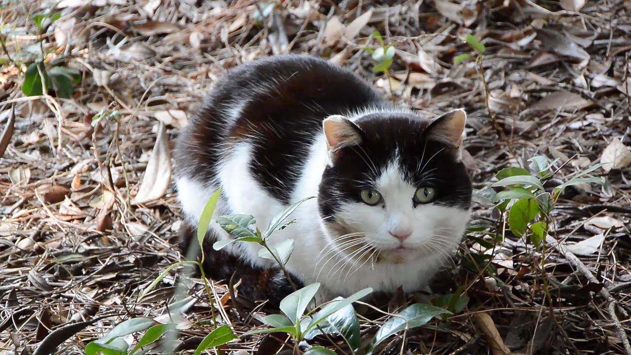 海浜公園のにゃんこ Youtube 海浜公園のにゃんこ Youtube
